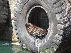 seal seal